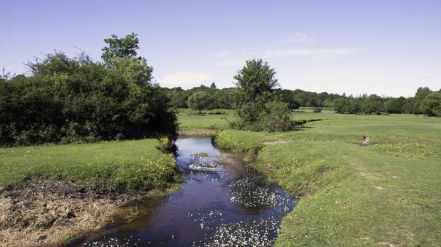 The New Forest, Hampshire